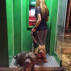 머임마 강아지 안전 은행 ATM 완벽 보안 철통 무서운