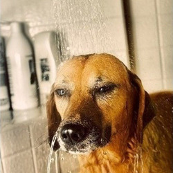 허세 개허세 샤워 표정 강아지 동물 사랑했던 너를 지운다 흐르는 물을 따라