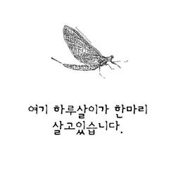 하루 여기 하루살이가 한마리 살고있습니다