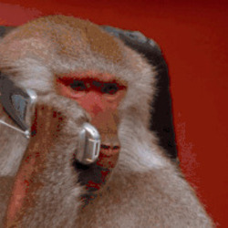 원숭이 전화 휴대폰 받는 장면 심각 신고 전화기