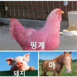 핑계 돼지 마 닭 말 동물