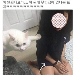 고양이 놀러온 친구 얘 뭔데 우리집에 있냐 표정 뭐냐